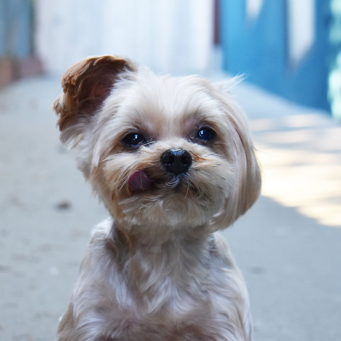 We Rescued A Puppy From Hong Kong Puppy Mill In A Very Bad State And Turned Her Life Around We Rescued A Puppy From Hong Kong Puppy Mill In A Very Bad State And Turned Her Life Around