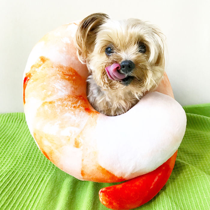 We Rescued A Puppy From Hong Kong Puppy Mill In A Very Bad State And Turned Her Life Around We Rescued A Puppy From Hong Kong Puppy Mill In A Very Bad State And Turned Her Life Around