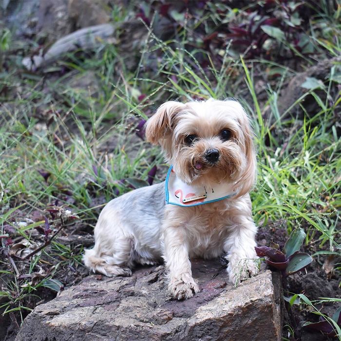 We Rescued A Puppy From Hong Kong Puppy Mill In A Very Bad State And Turned Her Life Around We Rescued A Puppy From Hong Kong Puppy Mill In A Very Bad State And Turned Her Life Around