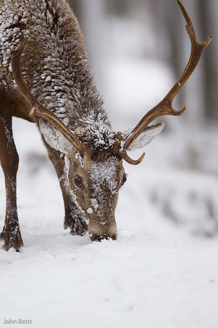 The Magnificent Deer Of Scotland In Winter By John Betts