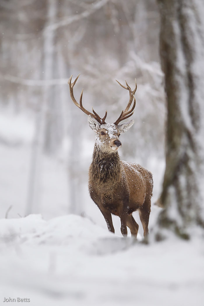The Magnificent Deer Of Scotland In Winter By John Betts