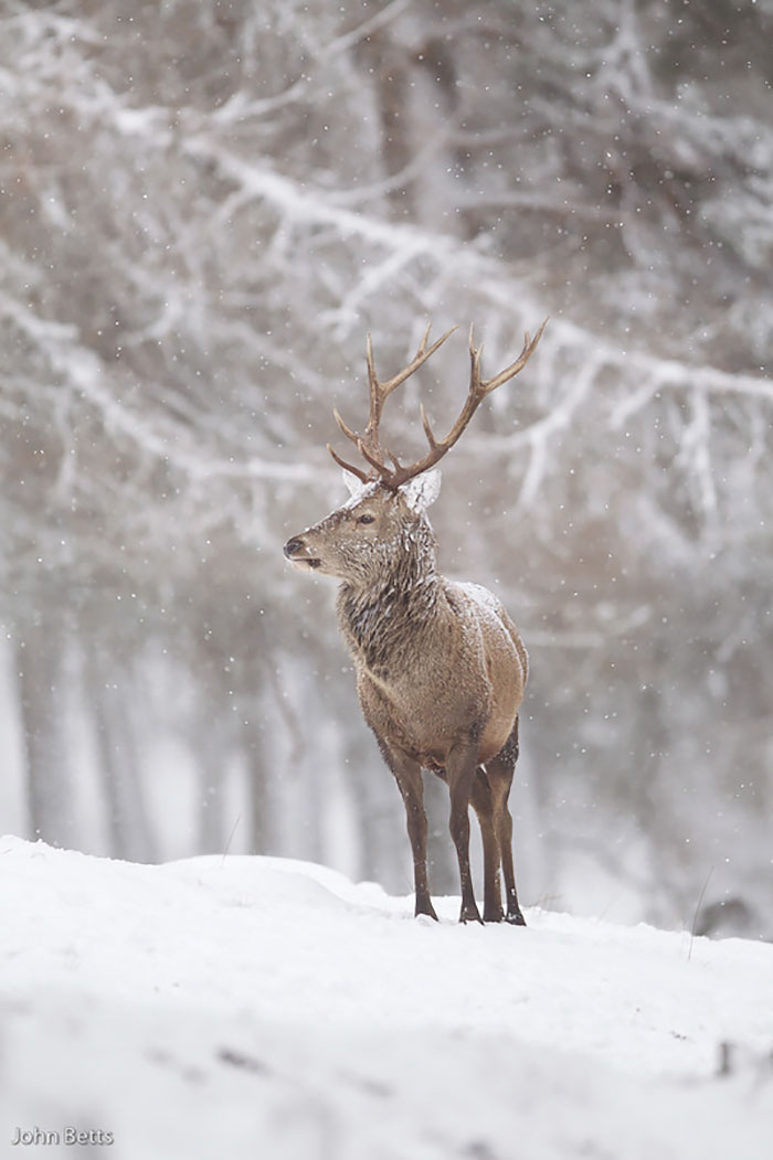 The Magnificent Deer Of Scotland In Winter By John Betts