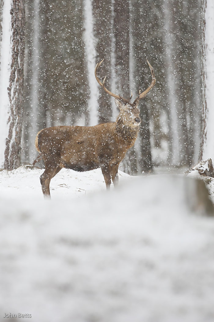 The Magnificent Deer Of Scotland In Winter By John Betts