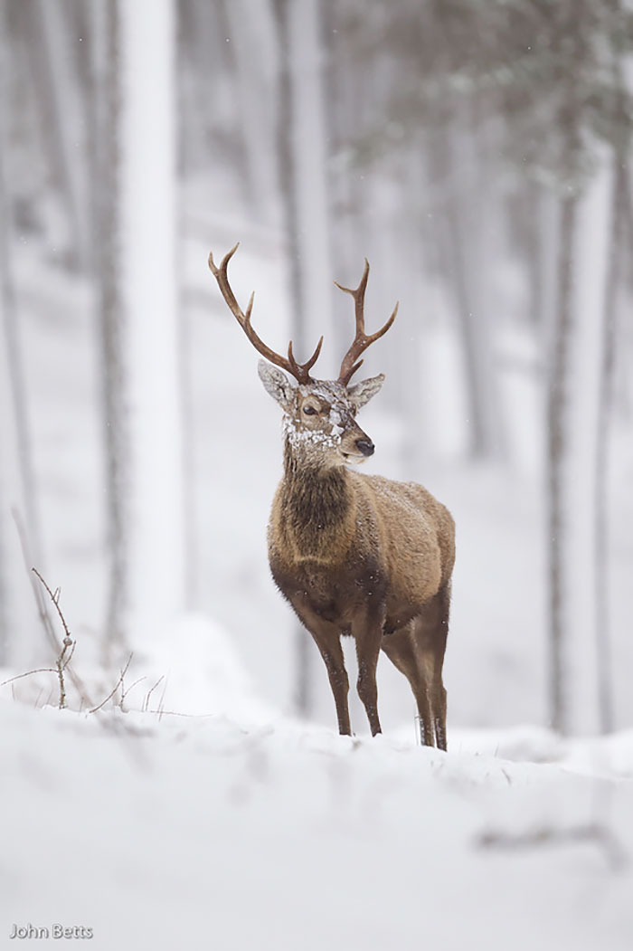 The Magnificent Deer Of Scotland In Winter By John Betts