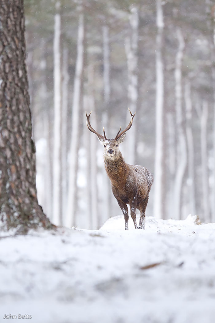 The Magnificent Deer Of Scotland In Winter By John Betts