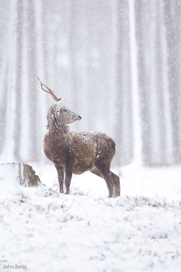 The Magnificent Deer Of Scotland In Winter By John Betts
