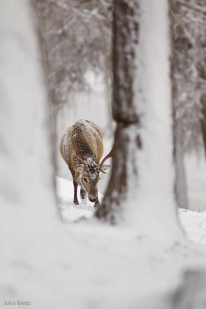 The Magnificent Deer Of Scotland In Winter By John Betts