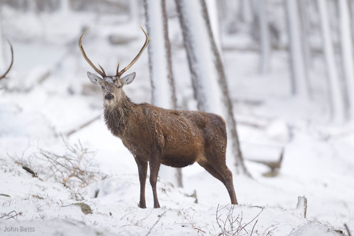 The Magnificent Deer Of Scotland In Winter By John Betts