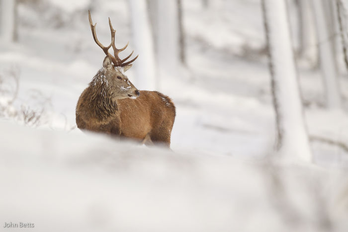 The Magnificent Deer Of Scotland In Winter By John Betts