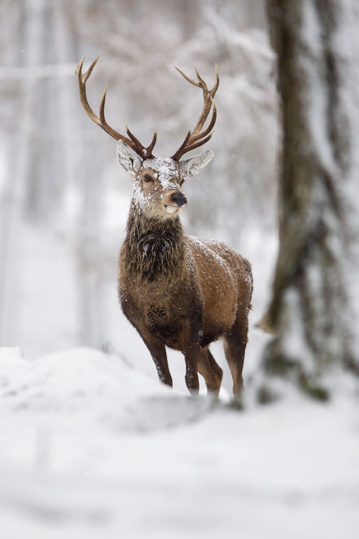 The Magnificent Deer Of Scotland In Winter By John Betts