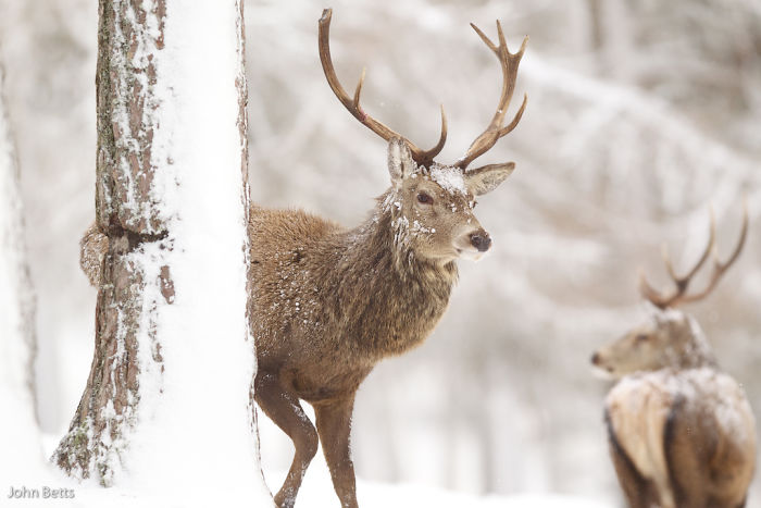 The Magnificent Deer Of Scotland In Winter By John Betts
