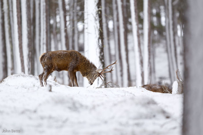 The Magnificent Deer Of Scotland In Winter By John Betts