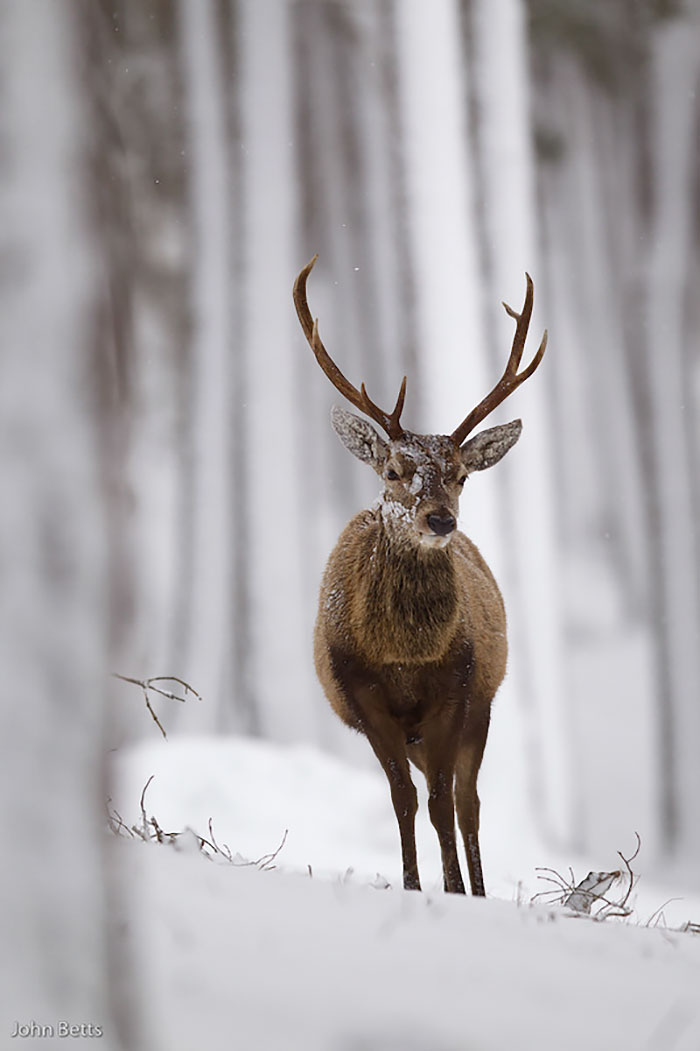 The Magnificent Deer Of Scotland In Winter By John Betts
