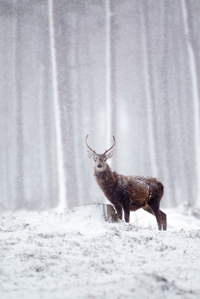The Magnificent Deer Of Scotland In Winter By John Betts