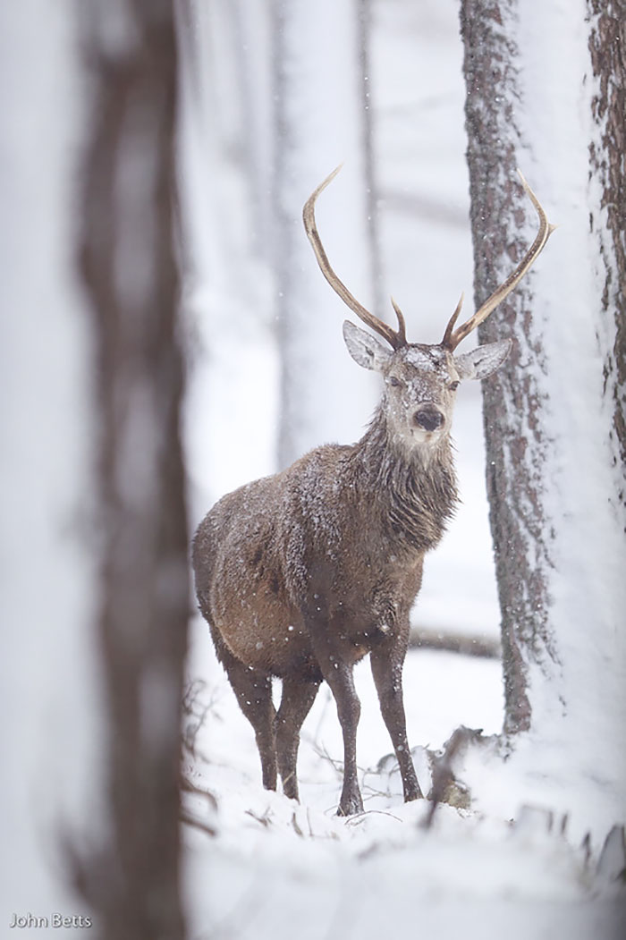 The Magnificent Deer Of Scotland In Winter By John Betts