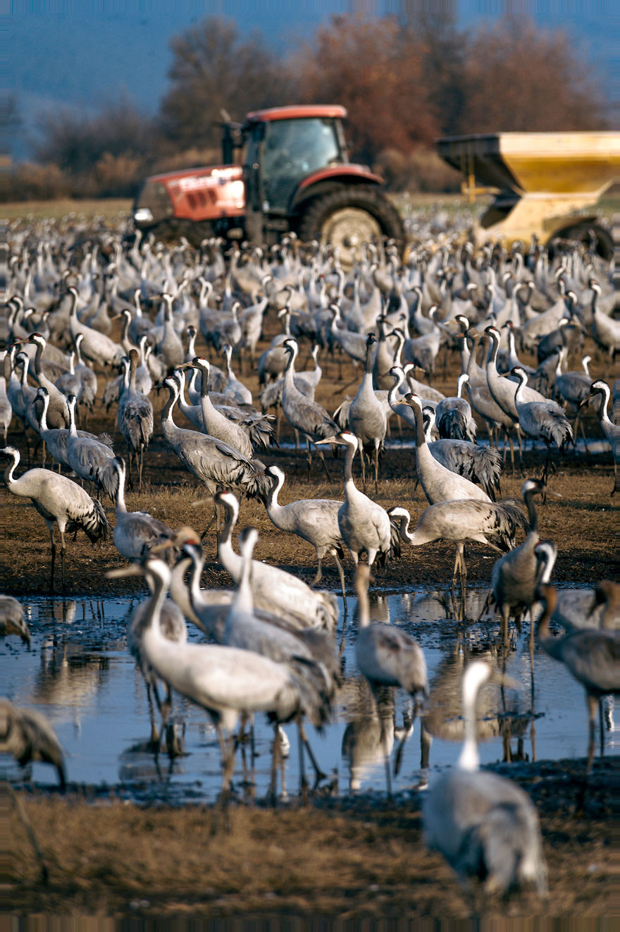Photographing The Cranes Migration Photographing The Cranes Migration
