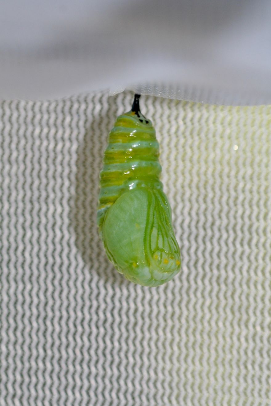 Monarchs Butterflies: A Cycle Of Life Monarchs Butterflies: A Cycle Of Life