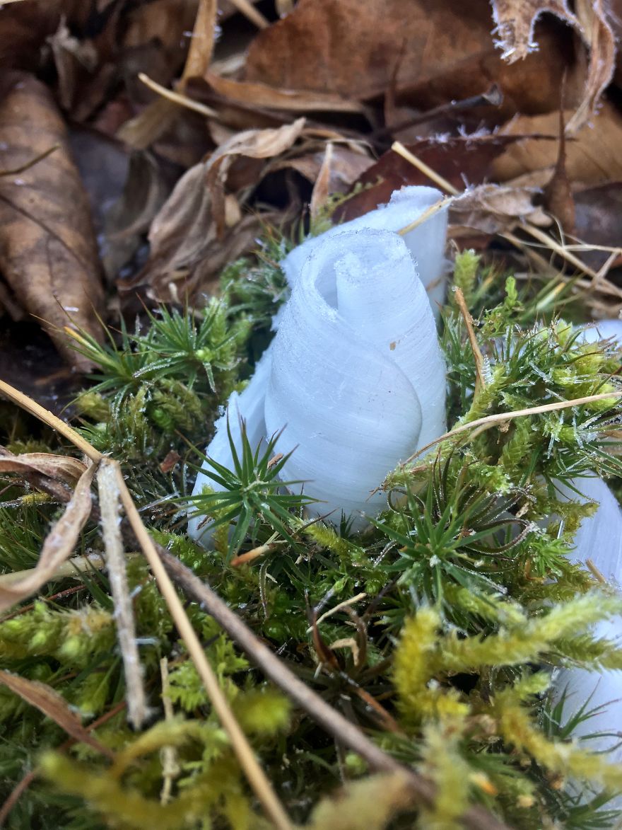 Elsa, Eat Your Heart Out! These Frost Flowers Are Real Material For A Frozen Fantasy Elsa, Eat Your Heart Out! These Frost Flowers Are Real Material For A Frozen Fantasy