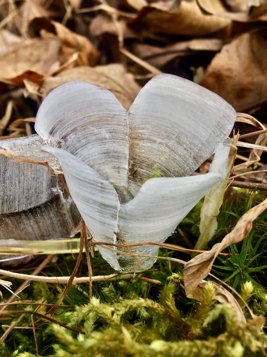 Elsa, Eat Your Heart Out! These Frost Flowers Are Real Material For A Frozen Fantasy Elsa, Eat Your Heart Out! These Frost Flowers Are Real Material For A Frozen Fantasy