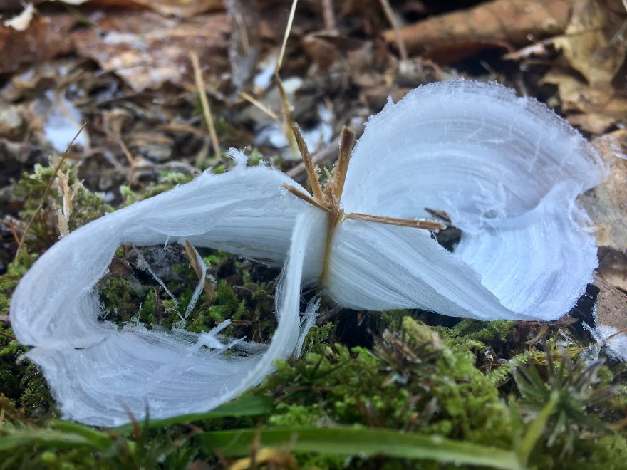 Elsa, Eat Your Heart Out! These Frost Flowers Are Real Material For A Frozen Fantasy Elsa, Eat Your Heart Out! These Frost Flowers Are Real Material For A Frozen Fantasy