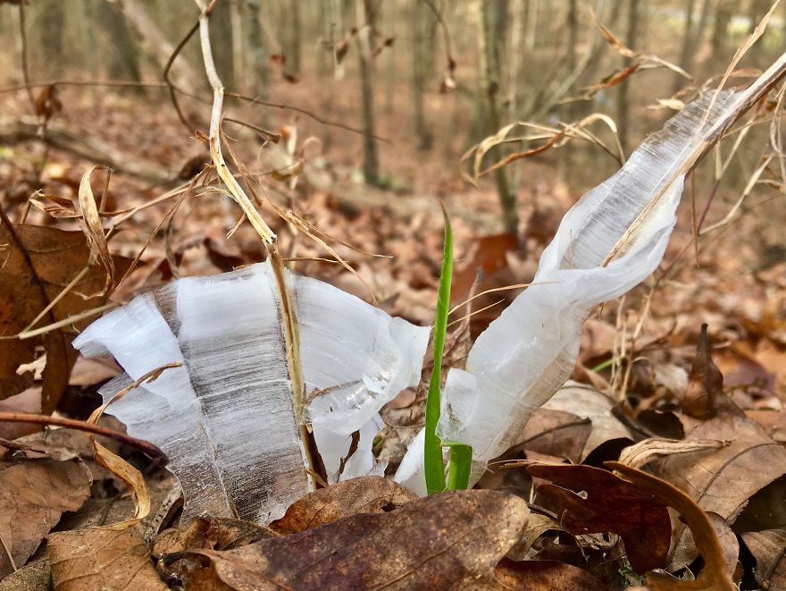 Elsa, Eat Your Heart Out! These Frost Flowers Are Real Material For A Frozen Fantasy Elsa, Eat Your Heart Out! These Frost Flowers Are Real Material For A Frozen Fantasy