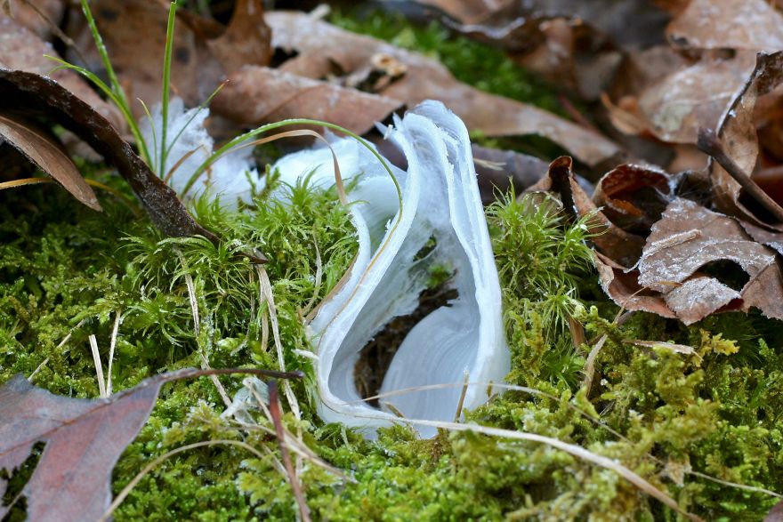 Elsa, Eat Your Heart Out! These Frost Flowers Are Real Material For A Frozen Fantasy Elsa, Eat Your Heart Out! These Frost Flowers Are Real Material For A Frozen Fantasy