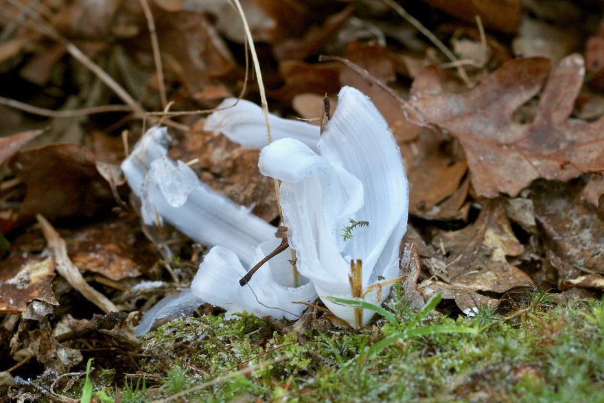 Elsa, Eat Your Heart Out! These Frost Flowers Are Real Material For A Frozen Fantasy Elsa, Eat Your Heart Out! These Frost Flowers Are Real Material For A Frozen Fantasy