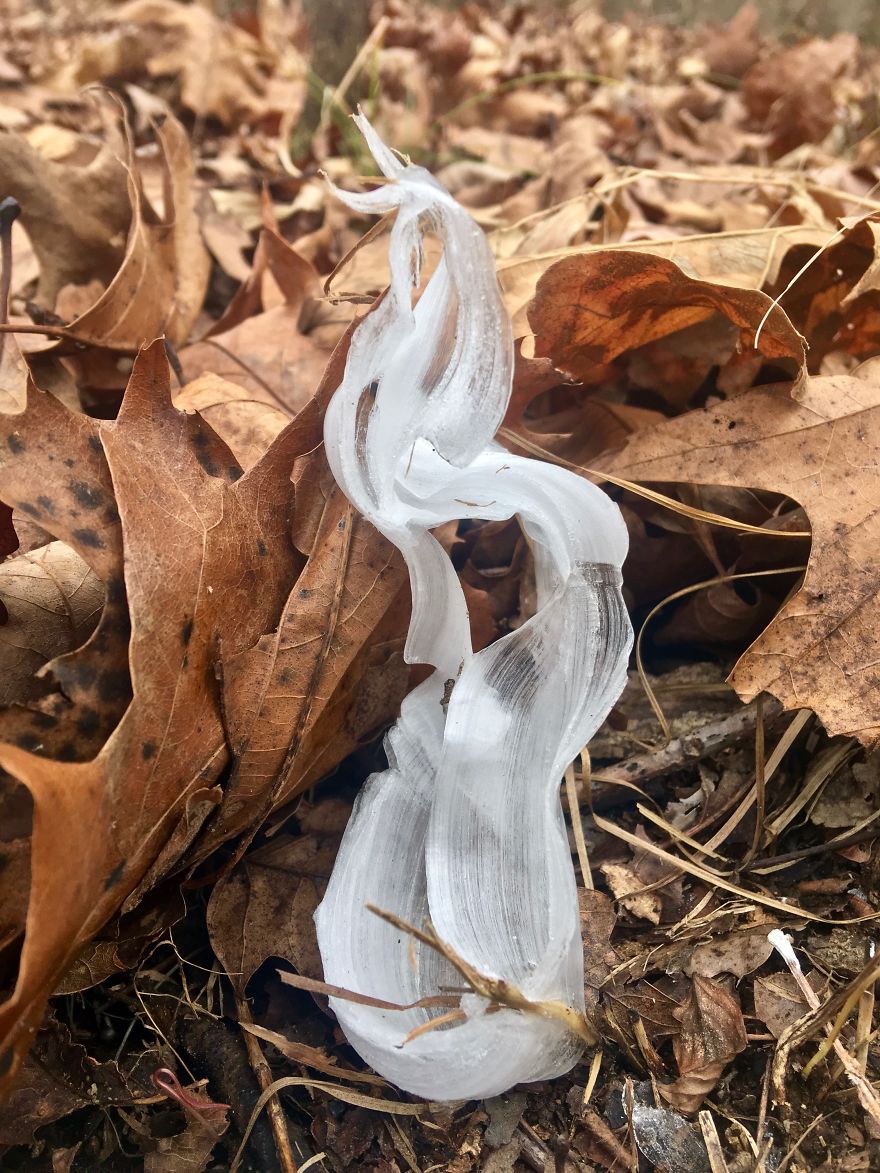 Elsa, Eat Your Heart Out! These Frost Flowers Are Real Material For A Frozen Fantasy Elsa, Eat Your Heart Out! These Frost Flowers Are Real Material For A Frozen Fantasy