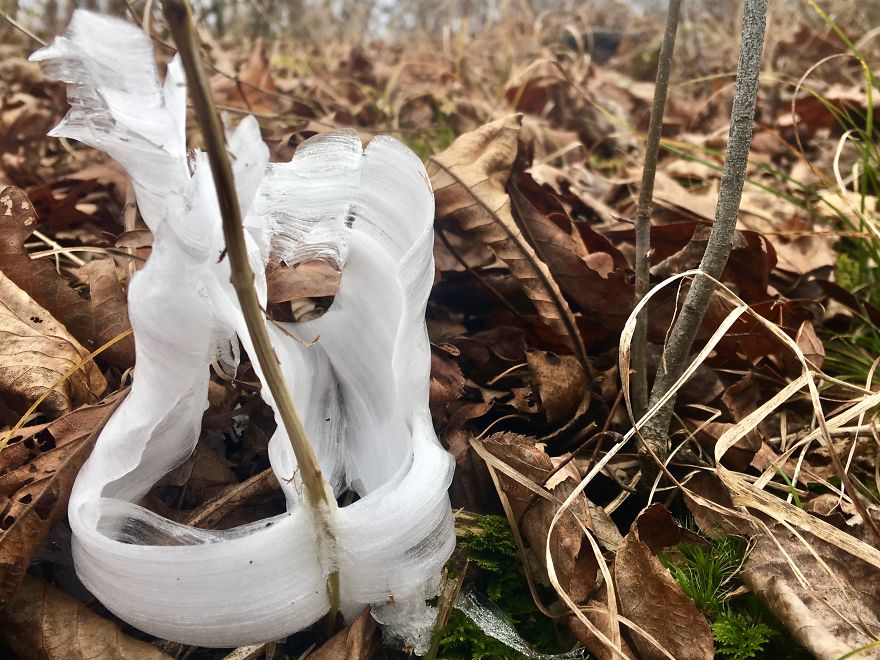 Elsa, Eat Your Heart Out! These Frost Flowers Are Real Material For A Frozen Fantasy Elsa, Eat Your Heart Out! These Frost Flowers Are Real Material For A Frozen Fantasy