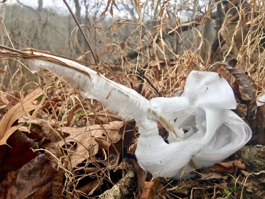 Elsa, Eat Your Heart Out! These Frost Flowers Are Real Material For A Frozen Fantasy Elsa, Eat Your Heart Out! These Frost Flowers Are Real Material For A Frozen Fantasy