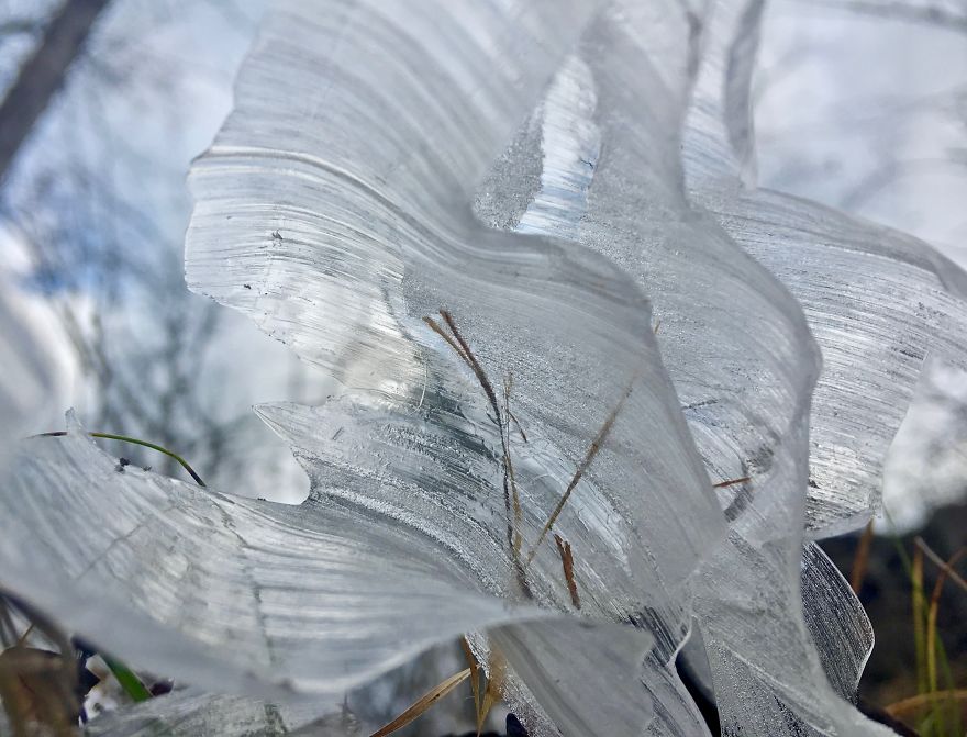 Elsa, Eat Your Heart Out! These Frost Flowers Are Real Material For A Frozen Fantasy Elsa, Eat Your Heart Out! These Frost Flowers Are Real Material For A Frozen Fantasy