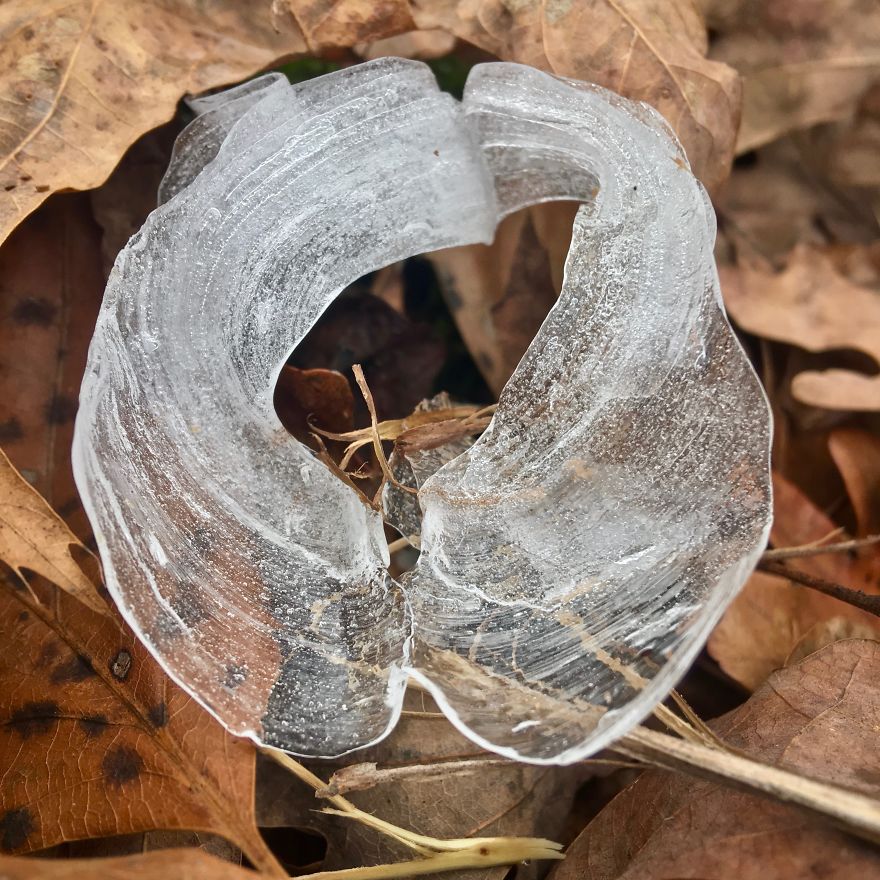 Elsa, Eat Your Heart Out! These Frost Flowers Are Real Material For A Frozen Fantasy Elsa, Eat Your Heart Out! These Frost Flowers Are Real Material For A Frozen Fantasy