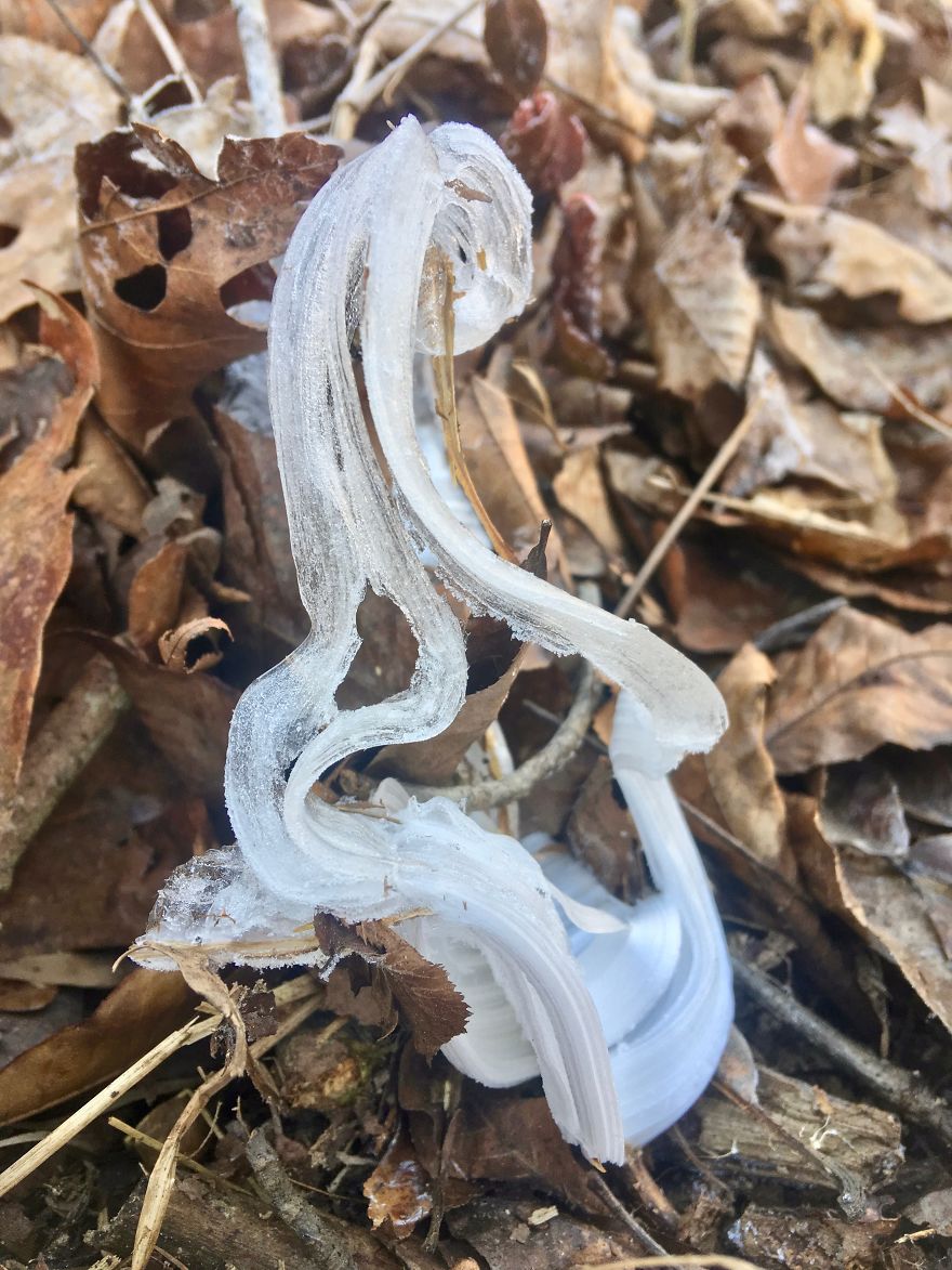 Elsa, Eat Your Heart Out! These Frost Flowers Are Real Material For A Frozen Fantasy Elsa, Eat Your Heart Out! These Frost Flowers Are Real Material For A Frozen Fantasy