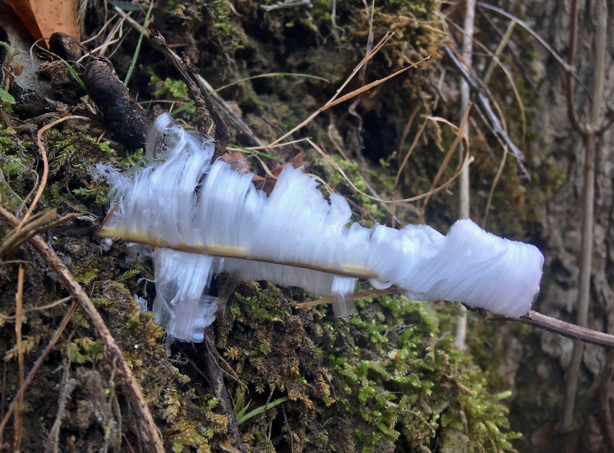 Elsa, Eat Your Heart Out! These Frost Flowers Are Real Material For A Frozen Fantasy Elsa, Eat Your Heart Out! These Frost Flowers Are Real Material For A Frozen Fantasy