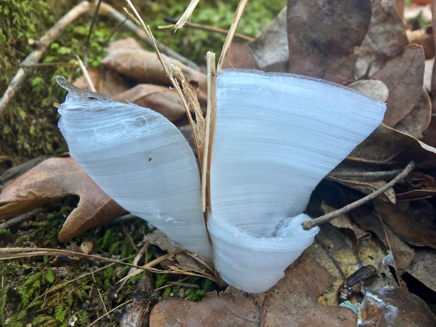 Elsa, Eat Your Heart Out! These Frost Flowers Are Real Material For A Frozen Fantasy Elsa, Eat Your Heart Out! These Frost Flowers Are Real Material For A Frozen Fantasy