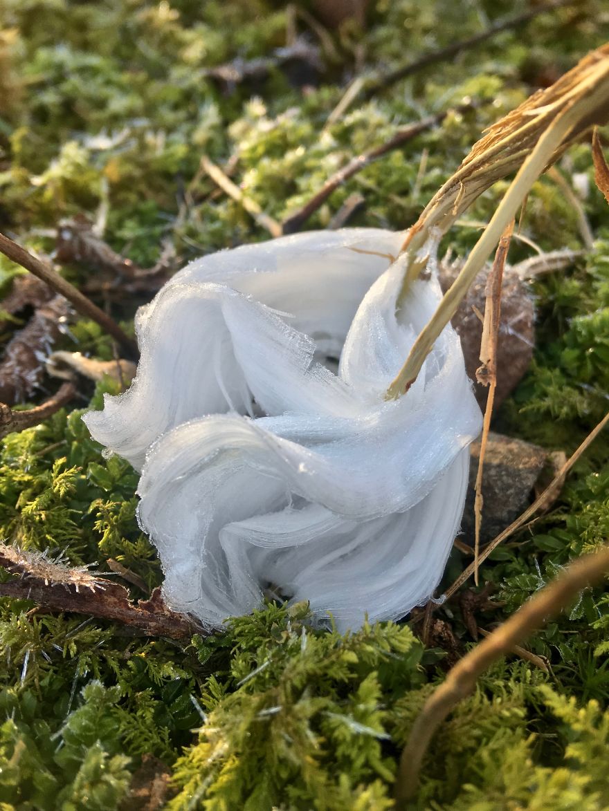 Elsa, Eat Your Heart Out! These Frost Flowers Are Real Material For A Frozen Fantasy Elsa, Eat Your Heart Out! These Frost Flowers Are Real Material For A Frozen Fantasy
