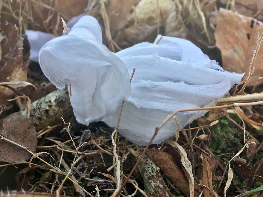 Elsa, Eat Your Heart Out! These Frost Flowers Are Real Material For A Frozen Fantasy Elsa, Eat Your Heart Out! These Frost Flowers Are Real Material For A Frozen Fantasy