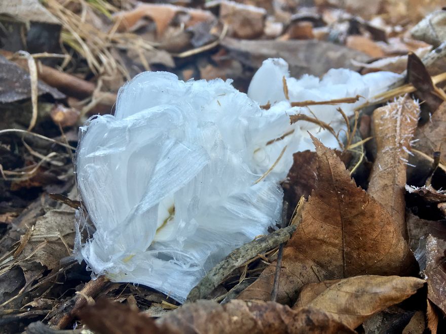 Elsa, Eat Your Heart Out! These Frost Flowers Are Real Material For A Frozen Fantasy Elsa, Eat Your Heart Out! These Frost Flowers Are Real Material For A Frozen Fantasy