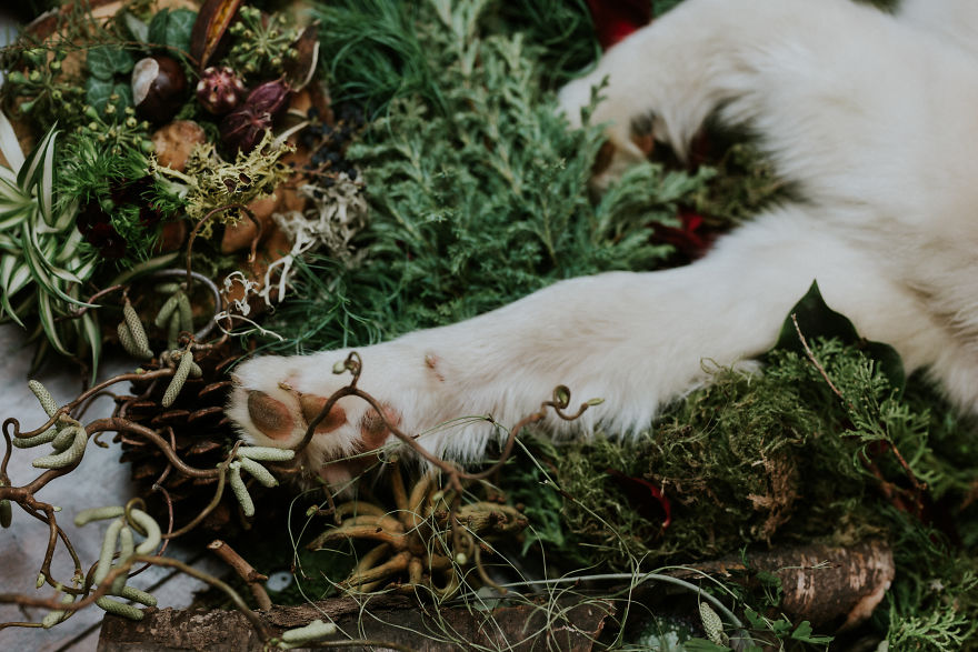 A Letter To My Puppy In Heaven A Letter To My Puppy In Heaven