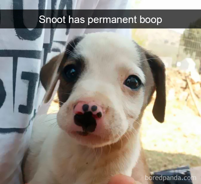 191 Hilarious Dog Snapchats That Are Impawsible Not To Laugh At (Part 4)