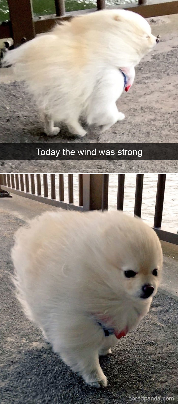 191 Hilarious Dog Snapchats That Are Impawsible Not To Laugh At (Part 4)