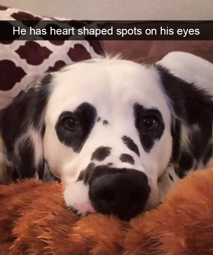 191 Hilarious Dog Snapchats That Are Impawsible Not To Laugh At (Part 4)