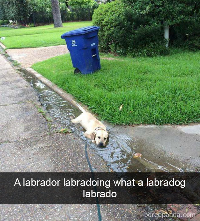 191 Hilarious Dog Snapchats That Are Impawsible Not To Laugh At (Part 4)