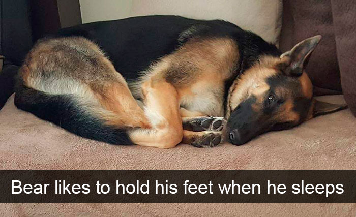 191 Hilarious Dog Snapchats That Are Impawsible Not To Laugh At (Part 4)