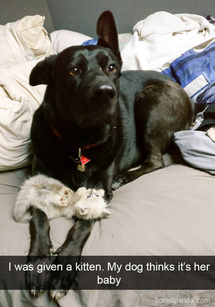 191 Hilarious Dog Snapchats That Are Impawsible Not To Laugh At (Part 4)