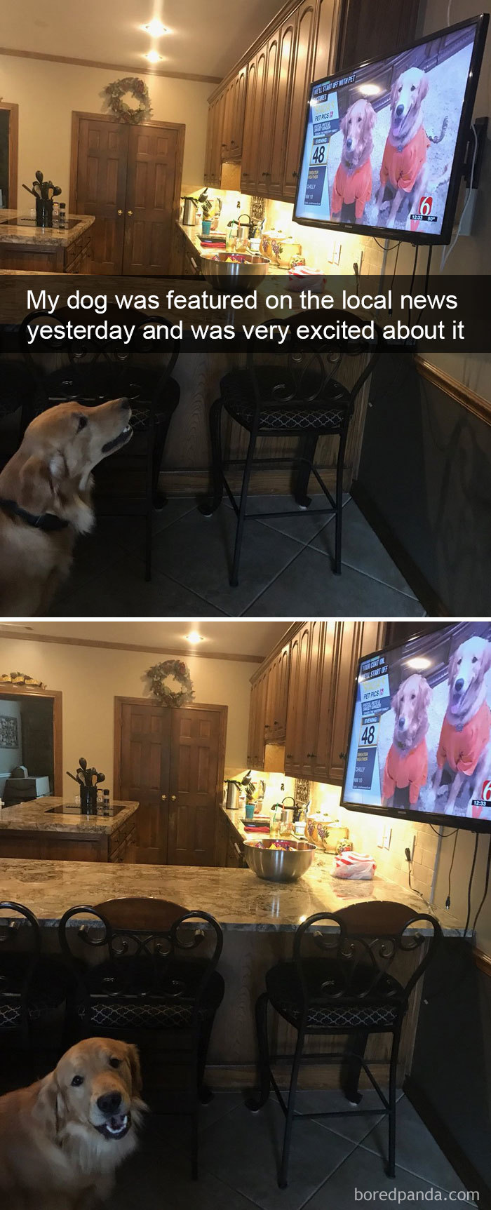 191 Hilarious Dog Snapchats That Are Impawsible Not To Laugh At (Part 4)