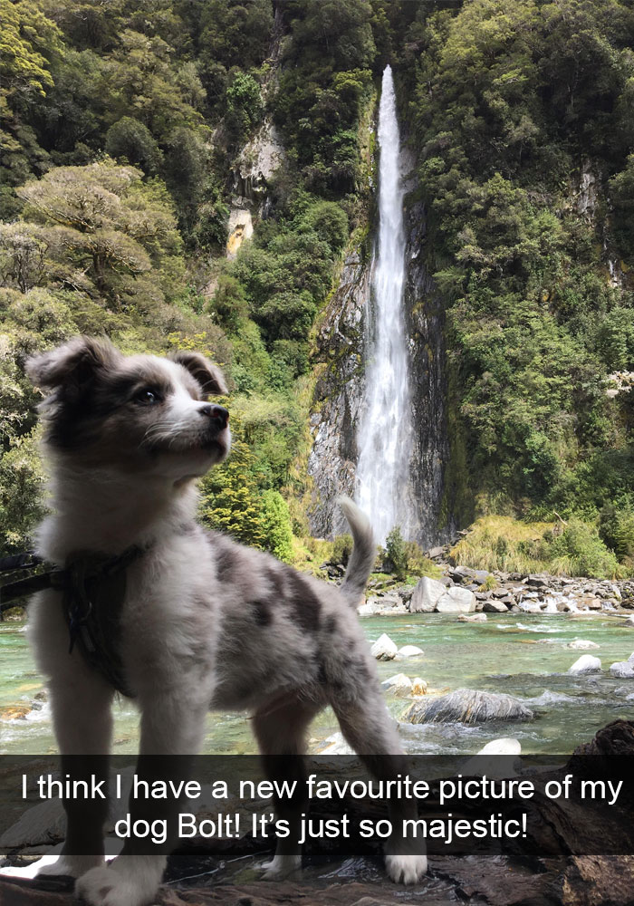 191 Hilarious Dog Snapchats That Are Impawsible Not To Laugh At (Part 4)