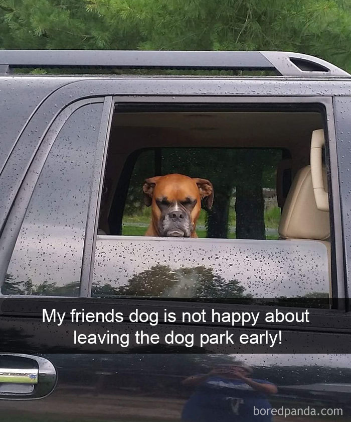 191 Hilarious Dog Snapchats That Are Impawsible Not To Laugh At (Part 4)