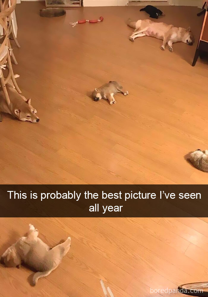 191 Hilarious Dog Snapchats That Are Impawsible Not To Laugh At (Part 4)