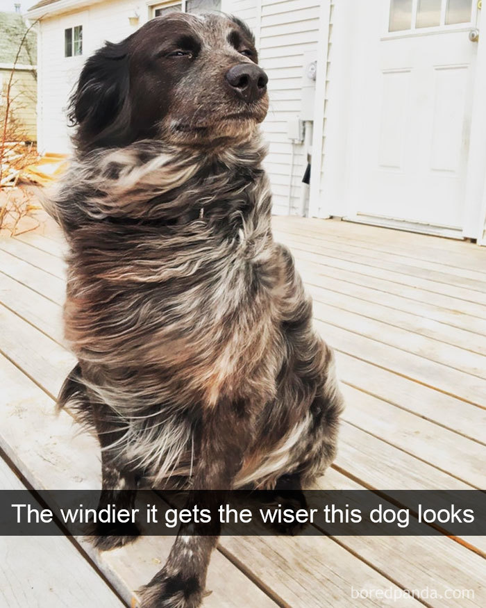 191 Hilarious Dog Snapchats That Are Impawsible Not To Laugh At (Part 4)